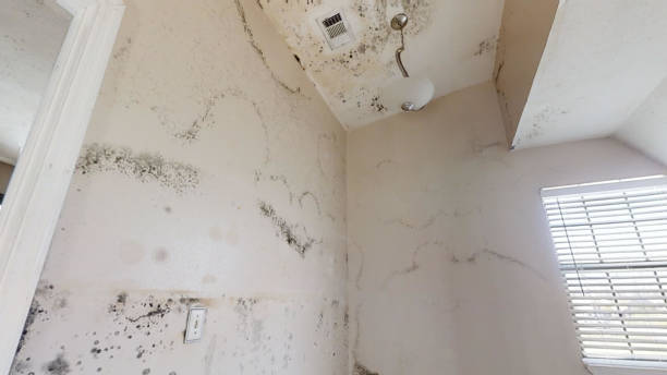 Asbestos and Lead Testing During Mold Inspection in Gresham, OR
