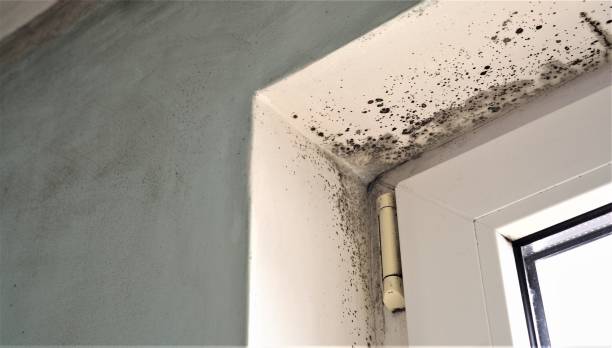 Best Crawl Space Mold Remediation  in Gresham, OR