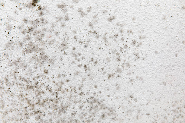 Biohazard Mold Removal in Gresham, OR