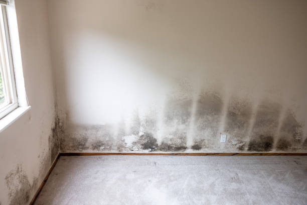 Best Water Damage & Mold Remediation  in Gresham, OR