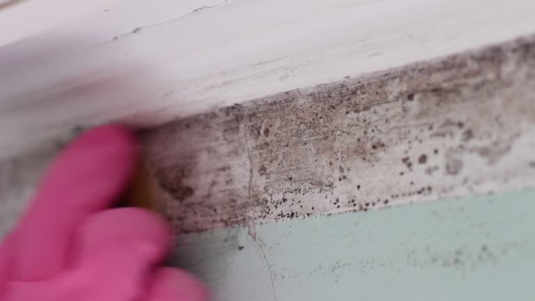 Best Mold Prevention Services  in Gresham, OR